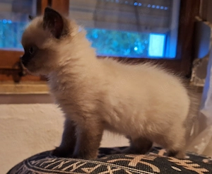 Bkh kitten highlander langhaar choclait point Bild 6