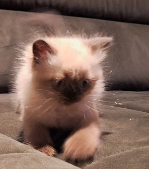 Bkh kitten highlander langhaar choclait point Bild 5