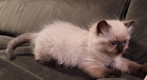 Bkh kitten highlander langhaar choclait point Bild 4