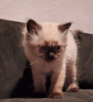 Bkh kitten highlander langhaar choclait point Bild 7