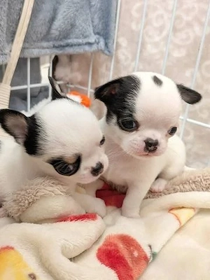 Reinrassige Chihuahua-Welpen zu verkaufen