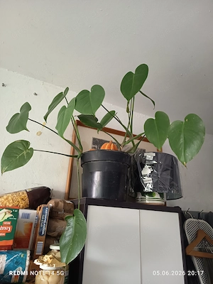 Große Monstera Pflanze 