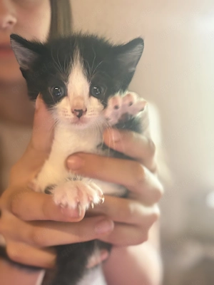 Katzenbabys zu verkaufen 