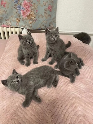 Britisch Kurzhaar (BKH), Katzenbabies, Katzenbabys, Kitten, (m w)