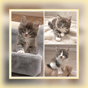 Zauberhafte Maine Coon Babys 