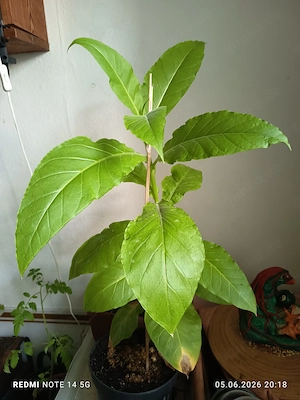 Große Pflanze Tabak(Havana)