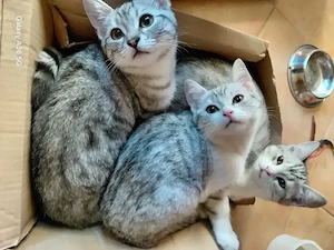 BKH Kitten silver tabby (Whiskas Katze)