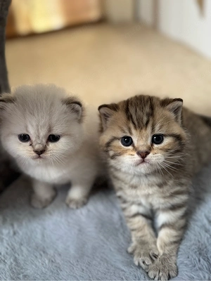 BKH Kitten