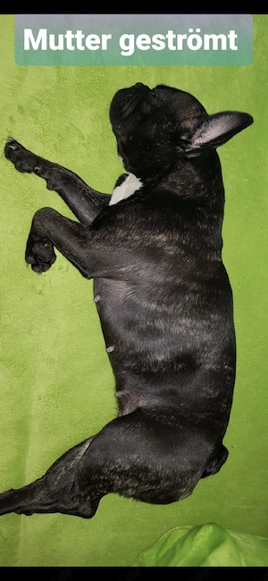 Französische Bulldogge Mutter und Tochter 