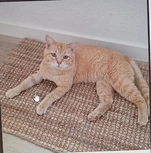 Mimoso Dankbarer Kater sucht ruhiges Zuhause