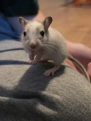 Mongolische Wüstenrennmaus