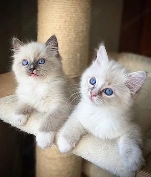 Reinrassige Ragdoll-Kätzchen   nur für ernsthafte Interessenten 