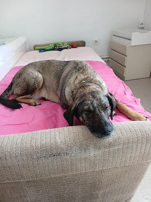 suche für meine hündin ganz dringend neues zu hause 