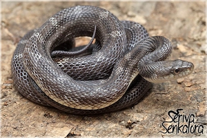 Erdnatter Pärchen: 1.1 Pantherophis obsoletus Wildf. het Amelanistic, Licorice ENZ 2021