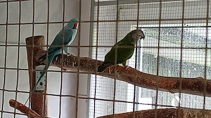 Senegalpapagei und Halsbandsittich zu verkaufen