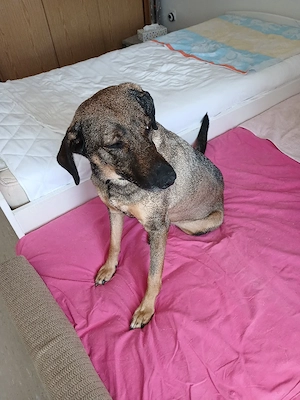 suche für meine hündin ganz dringend neues zu hause 