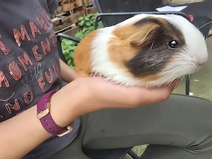 Meerschweinchen Jungtiere Bökchen