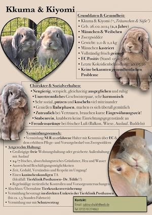 Wunderschönes Kaninchen-Pärchen sucht dringendes Zuhause    