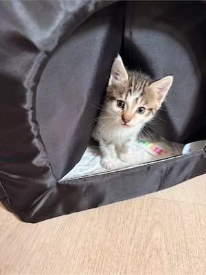 EKH kitten