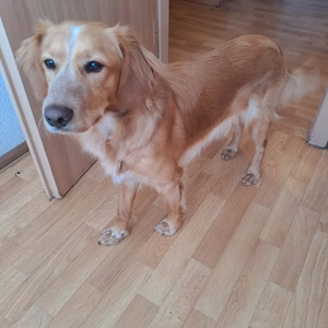 Spike sucht liebevolles zuhause
