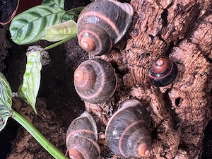 Acavus Melanotragus adult und eierlegend Baumschnecke