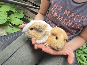 Meerschweinchen Jungtiere Mädels