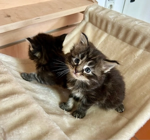 Main Coon Kitten 