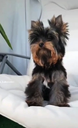 Ein wunderschöner kleiner Yorkshire-Terrier-Bub.