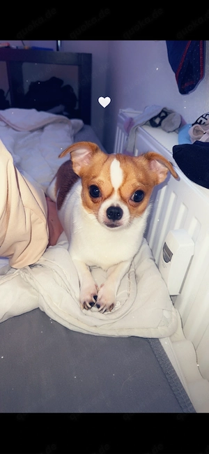 Nemo Chihuahua Rüde