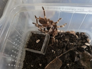 Verschiedene Vogelspinnen