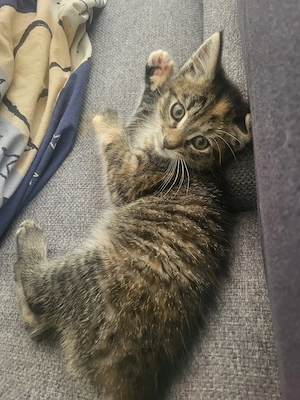 Kleine Katze ab zu geben 
