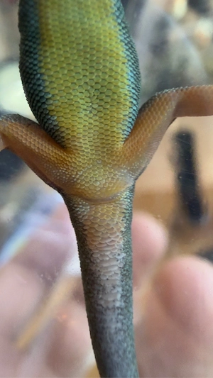 Lygodactylus williamsi aus eigener Nachzucht (0.1)