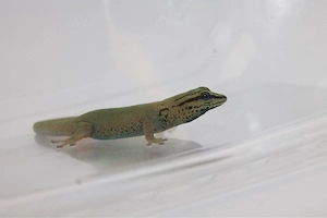 Lygodactylus williamsi aus eigener Nachzucht (0.1) Bild 2
