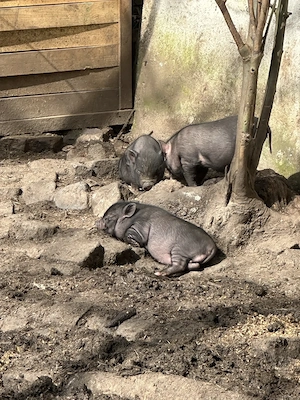 Schweine mini Hängebauch mix 