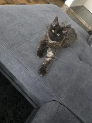 Maine Coon