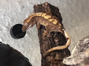 Wunderschöner Kronengecko Nachzucht (Harlequin   Partial Pinstripe) abzugeben