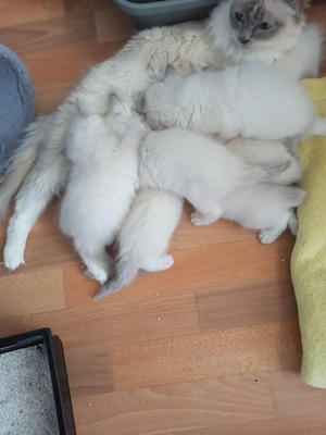 Ragdoll Kitten