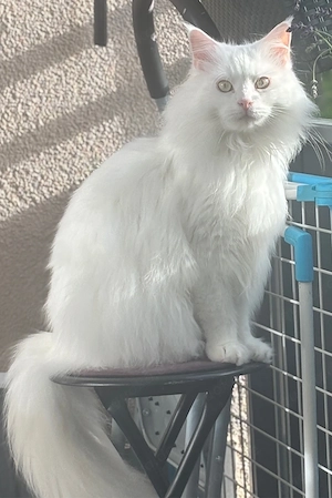 Maine Coon Kater Gandalf