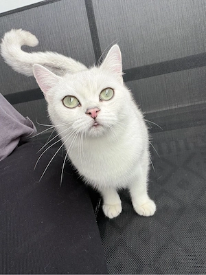Zwei wunderschöne BKH Katzen suchen gemeinsam ein liebevolles Zuhause