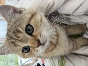 BKH Katerchen