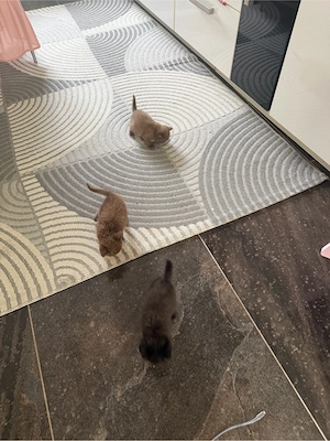 BKH Kitten Reinresinng. schoko. 