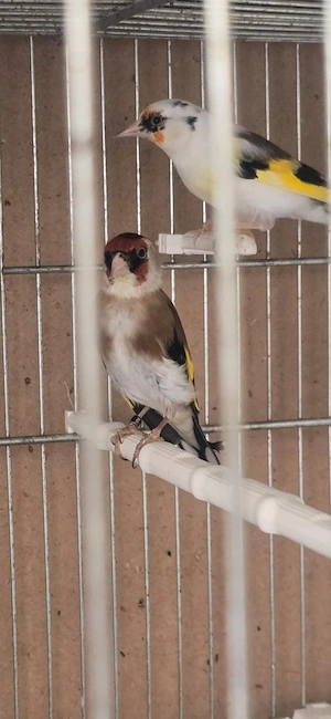 stigliz vogel