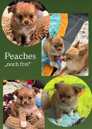  Chihuahua Pomchi Welpen 