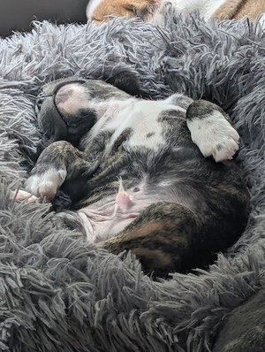 Französische Bulldoggen Welpen 