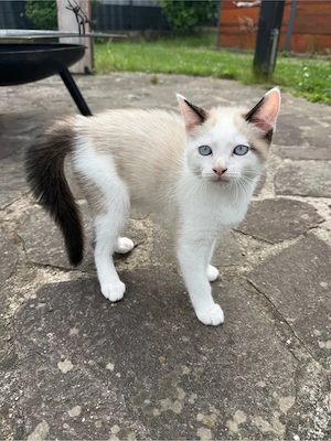 Ragdoll Weibchen 