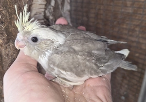 Creamface Nymphensittiche