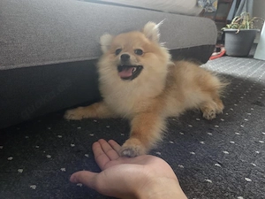    Zwergspitz (Pomeranian) Mädchen sucht ein liebevolles Zuhause     