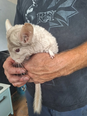 chinchilla mädchen suchen neues zu Hause 