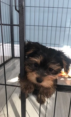 Fantastischer Yorkshire-Terrier-Welpe!