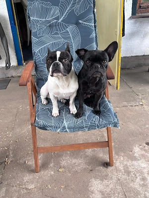 Französische Bully Dame (schwarz)